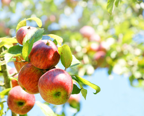 Apple tree, Apfelbaum, reife Äpfel, Copyspace
