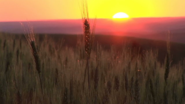 Stalks of wheat at sunset, Palouse, Washington