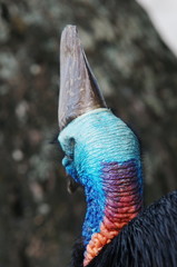 Cassowary der schönste flugunfähige Vogel