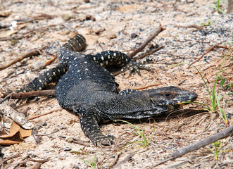 Australischer Lizard