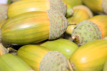 Acorn