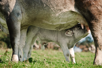 Suckling Calf