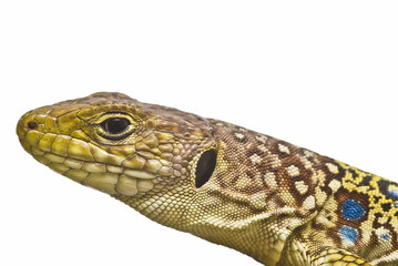 Cabeza de lagarto ocelado.