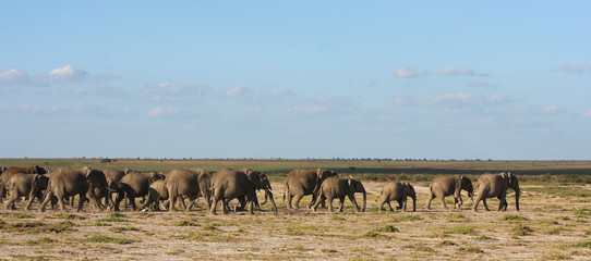 Fototapeta na wymiar Migrazione di Elefanti