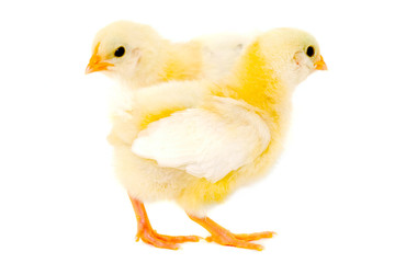 Two chicks