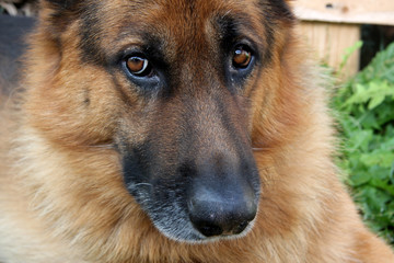 reinrassiger deutscher Schäferhund