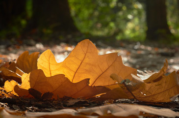 The oak leaves fall to the forest trail