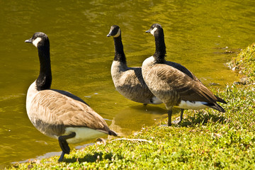 Wondering Geese