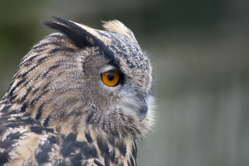 Eagle Owl