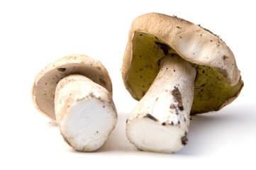 Boletus edulis