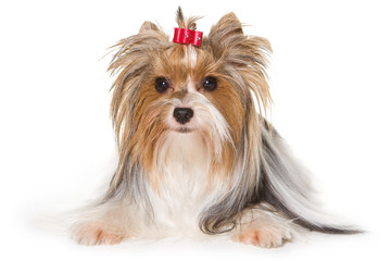 Yorkshire terrier isolated on white