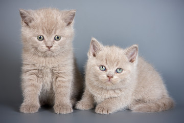 Obraz na płótnie Canvas British kittens on grey backgrounds