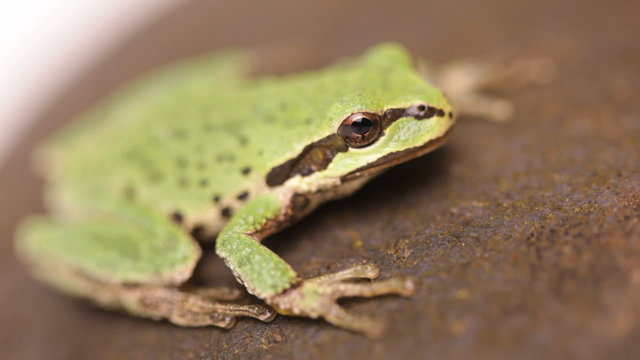 Little green tree frog