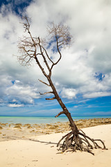 Lone Tree on Tropical Beach