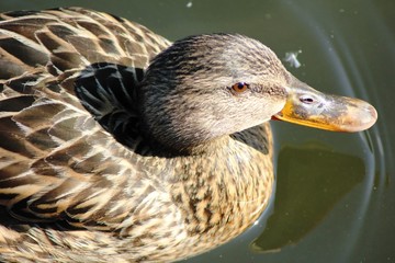 Ente