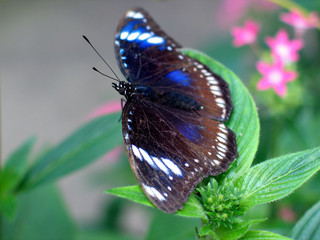 Fototapeta na wymiar Great Eggfly Butterfly