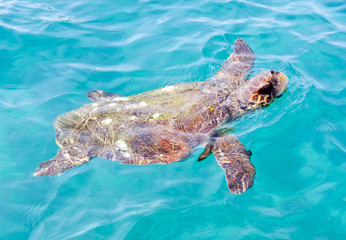 The Loggerhead Sea Turtle (Caretta caretta)