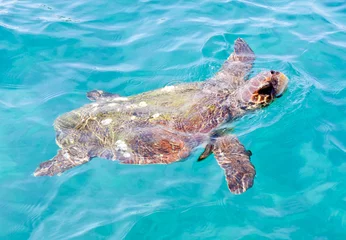 Photo sur Aluminium Tortue The Loggerhead Sea Turtle (Caretta caretta)