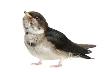 Baby bird of a swallow