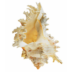seashell