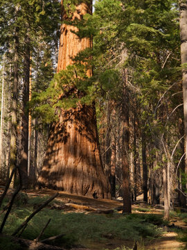 Mariposa Grove Redwoods