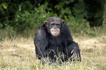 Chimpanzé