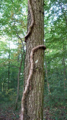 Luftwurzel am Baumstamm