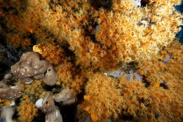 margherite di mare fioritura parazoantos