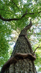 Luftwurzel am Baumstamm