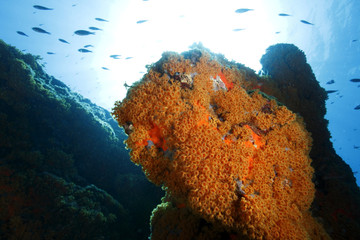 margherite di mare fioritura parazoantos
