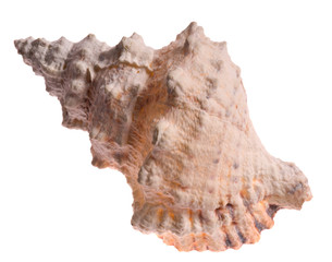 Seashell