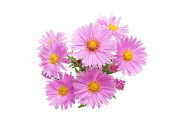 Michaelmas daisy flowers