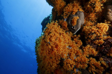 margherite di mare fioritura parazoantos acquario