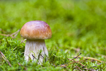 Mushroom in the wild