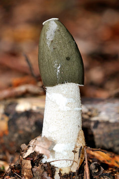 Common Stinkhorn (Phallus impudicus) mushroom