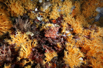 scorfano rosso mediterraneo acquario