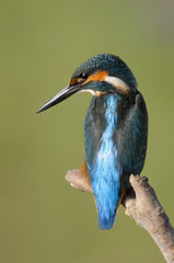 The Common Kingfisher (Alcedo atthis)