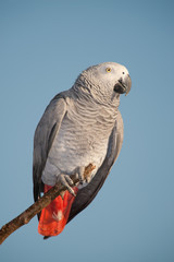 Parrot looking at the camera against the blue sky.