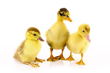 Three ducklings isolated on white