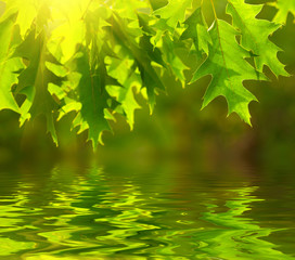 Fototapeta na wymiar Green leaves reflecting in the water