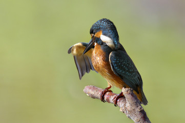 The Common Kingfisher (Alcedo atthis)