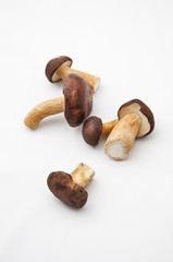 grzyby © vempireart