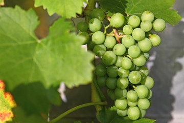 weintrauben