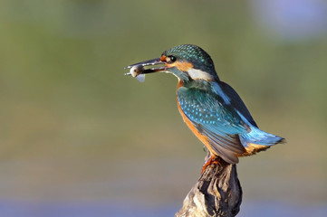 The Common Kingfisher with fish