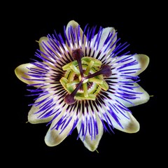 Passiflora caerulea