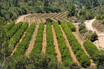 Fototapeta na wymiar Orchard and grape vine rows in summer