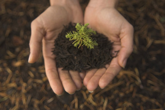 Woman holding mulch and small tree