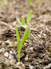 Organic Corn Seedling