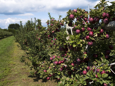 food - apple trees