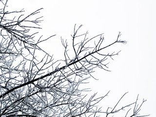 Fototapeta na wymiar background - kończyna drzewa z lodu